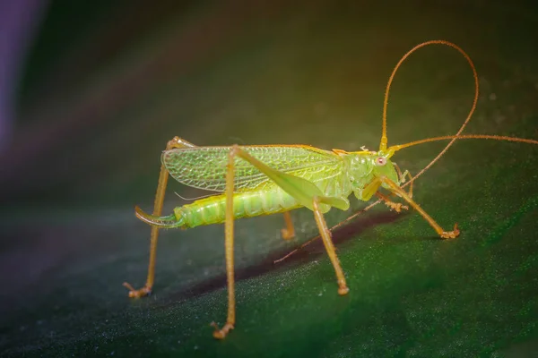 Close Shot Van Een Insect Wilde Natuur — Stockfoto