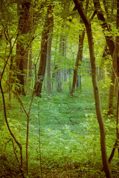 白天森林里的绿色植物和树木 — 图库照片