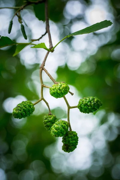 Yeşil Yapraklar Meyveler — Stok fotoğraf