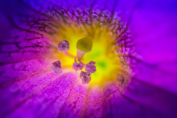 Nahaufnahme Der Schönheit Blühende Blume — Stockfoto