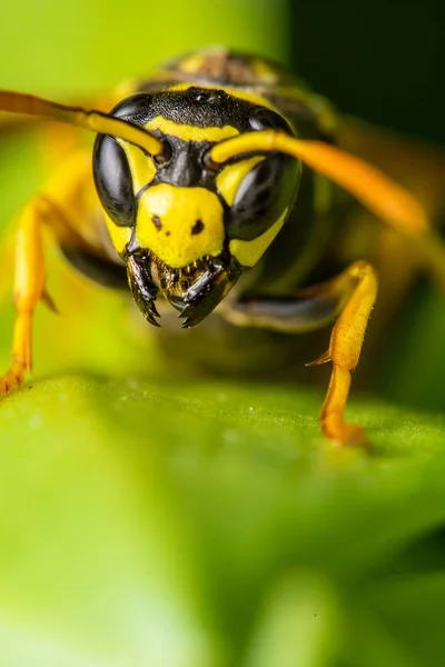 Primo Piano Bug Natura Selvaggia — Foto Stock