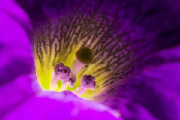Крупним Планом Краси Квітуча Квітка — стокове фото