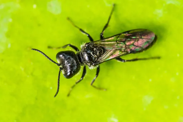 野生の自然界での虫の接近 — ストック写真