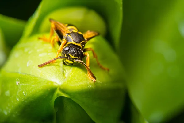 Närbild Insekter Vild Natur — Stockfoto