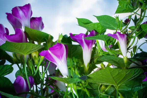 Primer Plano Flor Floreciente Belleza — Foto de Stock