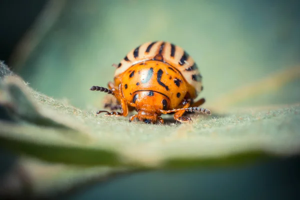 Primer Plano Error Naturaleza Salvaje — Foto de Stock