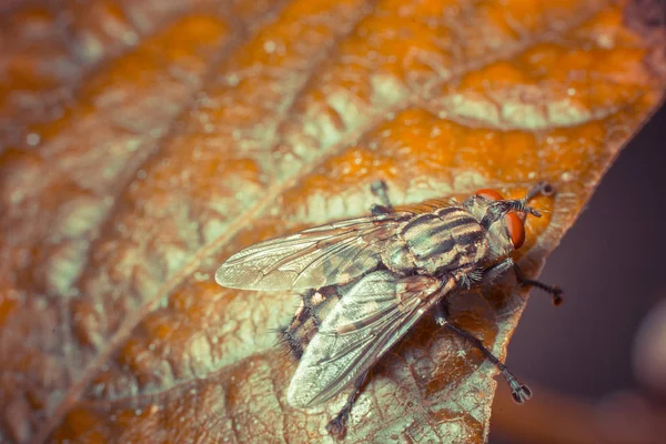 Närbild Insekter Vild Natur — Stockfoto