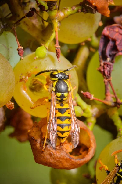 Gros Plan Bug Nature Sauvage — Photo