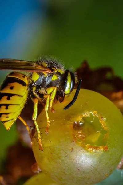 Närbild Insekter Vild Natur — Stockfoto