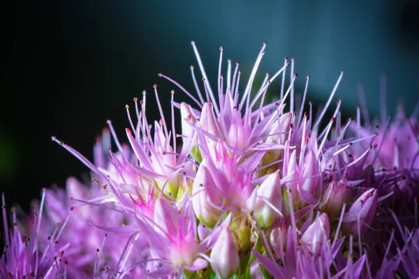 Primer Plano Flor Floreciente Belleza — Foto de Stock