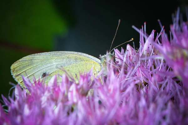 Nahaufnahme Der Schönheit Blühende Blume — Stockfoto