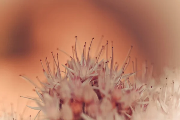 꽃피는 아름다운 꽃봉오리 — 스톡 사진