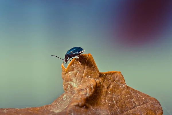 Közelkép Bug Vad Természet — Stock Fotó