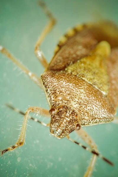 Primer Plano Error Naturaleza Salvaje — Foto de Stock