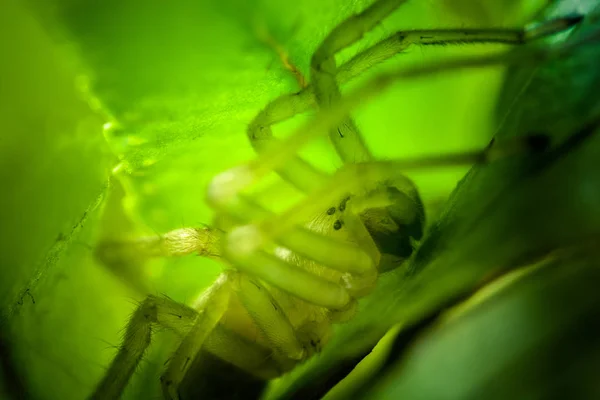 Closeup Tiro Aranha Tropical Natureza Selvagem — Fotografia de Stock