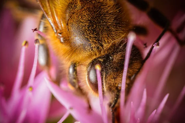 Närbild Insekter Vild Natur — Stockfoto