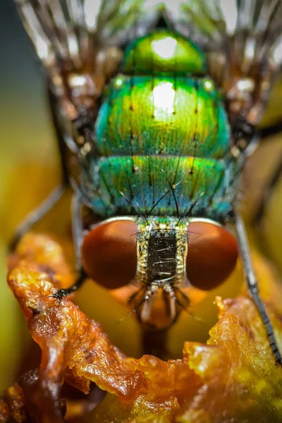 Closeup Bug Wild Nature — Stock Photo, Image