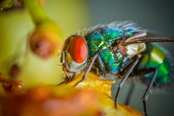 Närbild Insekter Vild Natur — Stockfoto