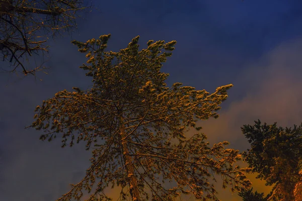 Vyhlídkové Stromy Noční Ulici Osvětlené Lampami — Stock fotografie