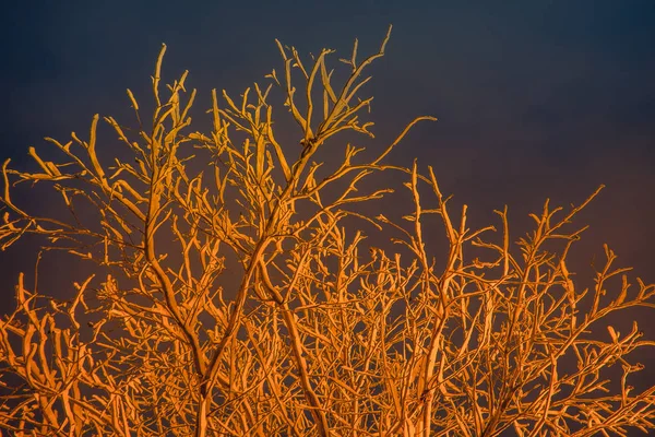 Vyhlídkové Stromy Noční Ulici Osvětlené Lampami — Stock fotografie