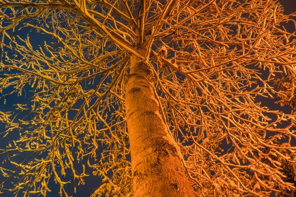 Vyhlídkové Stromy Noční Ulici Osvětlené Lampami — Stock fotografie