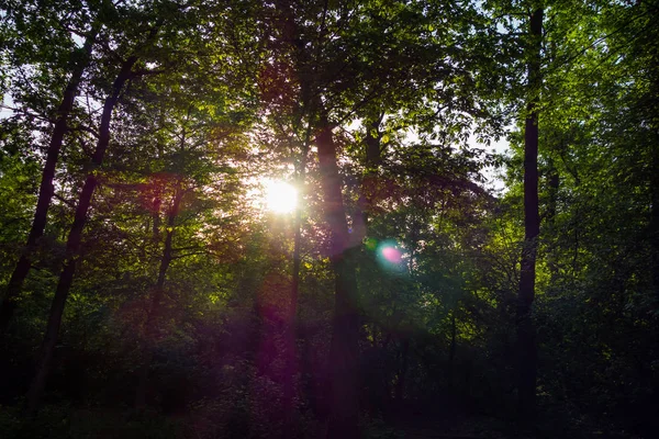 Soleil Dans Forêt Verte — Photo