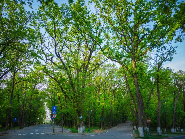 Estrada Com Sinais Estrada Parque Verão Verde — Fotografia de Stock