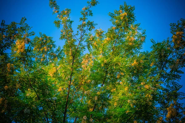 Árvore Verde Com Flores Amarelas Fundo Céu Azul — Fotografia de Stock