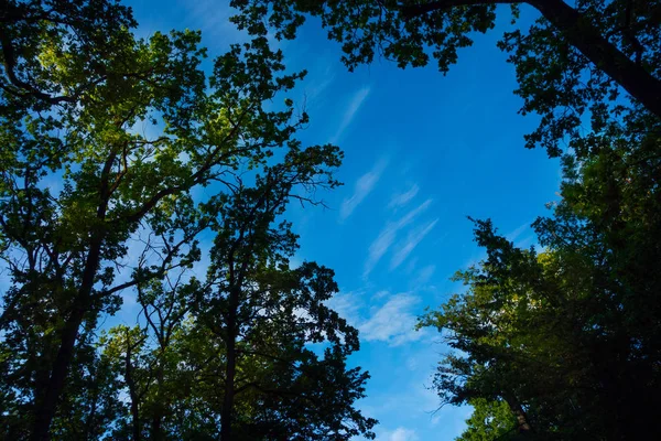 Céu Nublado Acima Árvores Verdes — Fotografia de Stock