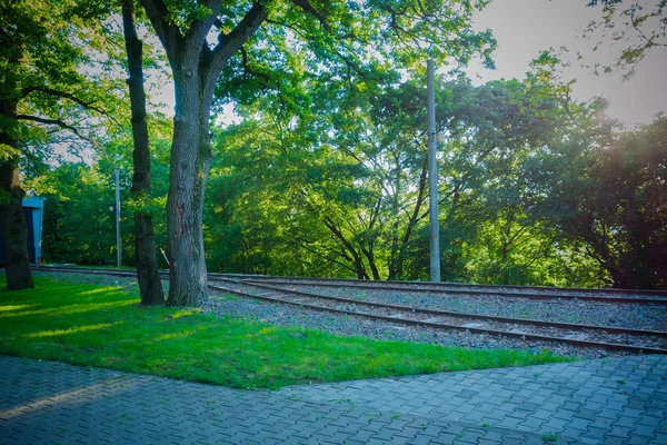 Spoorweg Vegetatie Overdag — Stockfoto