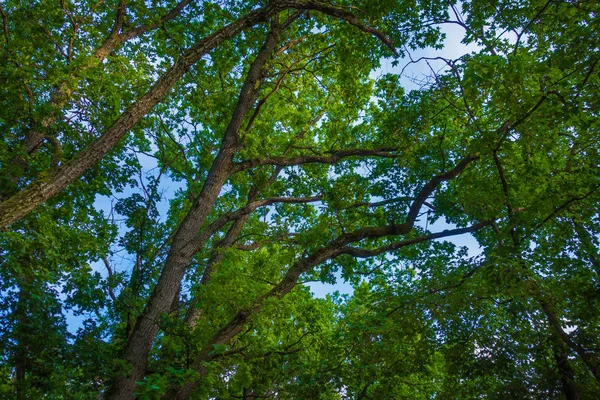 Plantas Árboles Verdes Bosque Durante Día —  Fotos de Stock