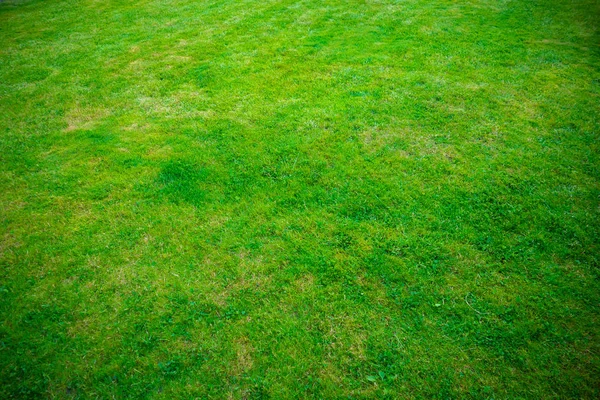 Nahaufnahme Von Grünem Gras Sonnenlicht — Stockfoto