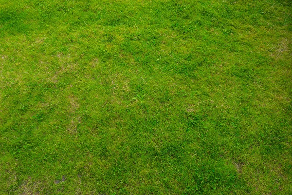 Closeup Green Grass Sunlight — Stock Photo, Image