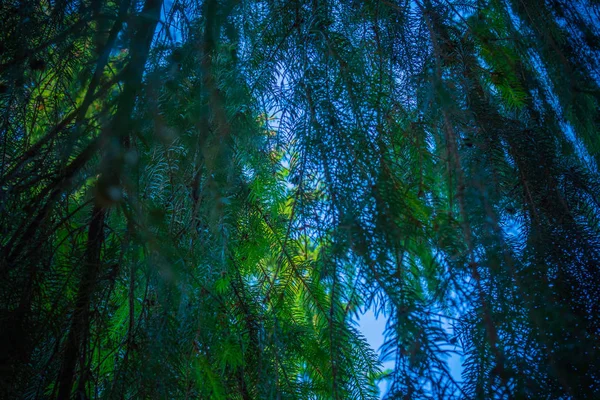 Zöld Növények Fák Erdőben Nappal — Stock Fotó