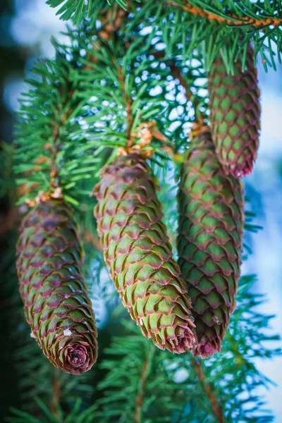 Closeup Pine Cones Pine Daytime Royalty Free Stock Images