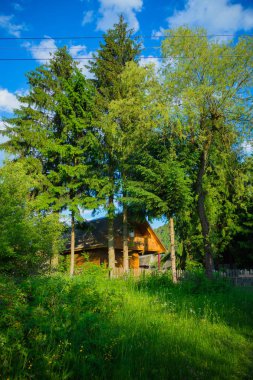 Gündüz vakti yeşil ağaçlarda köy evi 