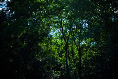 Gündüz vakti ormandaki yeşil bitkiler ve ağaçlar 