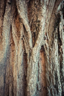 Metin için yeri olan ahşap tahtalar, soyut ahşap arkaplan