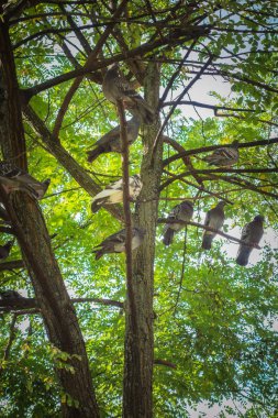 Gündüz vakti yeşil ağaçtaki güvercinler