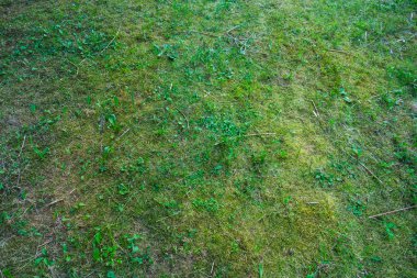 Gündüz vakti parkta yeşil çimenler 