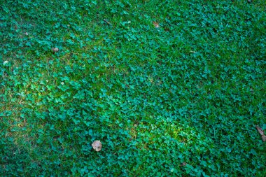 Gündüz yeşil çimenler ve bitkiler