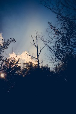 Parktaki yeşil bitkilerin gündüz manzarası 