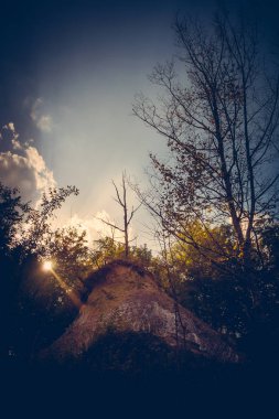 Parktaki yeşil bitkilerin gündüz manzarası 