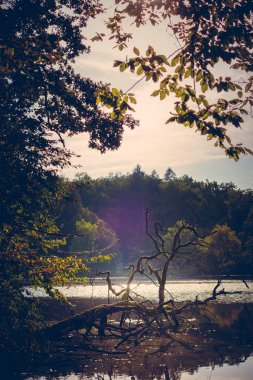 Parktaki yeşil bitkilerin gündüz manzarası 
