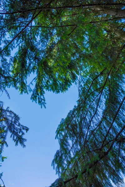 Plantas Árboles Verdes Bosque Durante Día —  Fotos de Stock