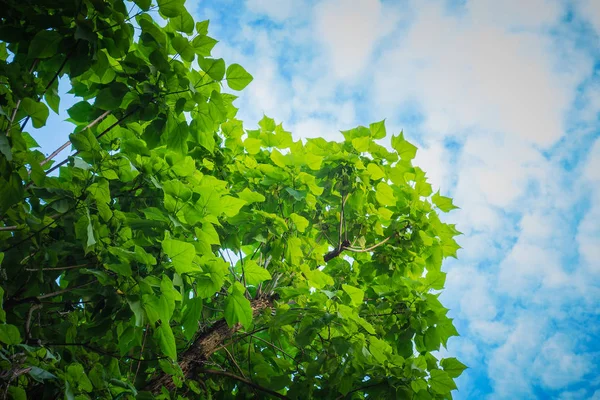 Vista Inferior Las Hojas Los Árboles Sobre Fondo Del Cielo —  Fotos de Stock