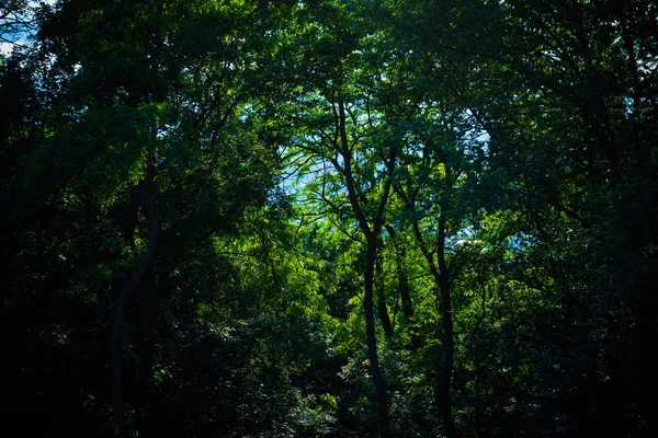 Plantas Árvores Verdes Floresta Durante Dia — Fotografia de Stock