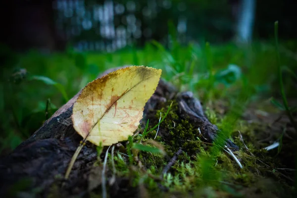 Gros Plan Feuille Sur Herbe Plan Macro — Photo