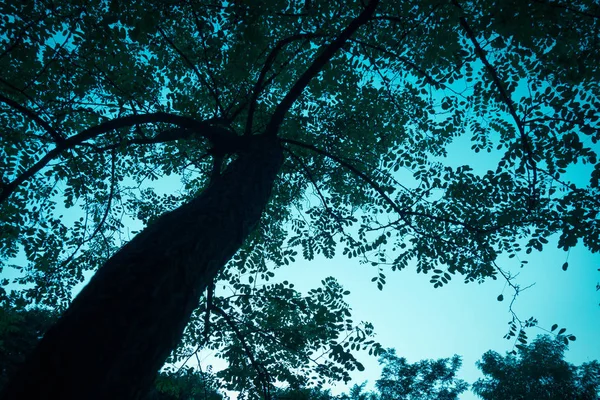 Árbol Con Hojas Verdes Sobre Fondo Azul Del Cielo — Foto de Stock