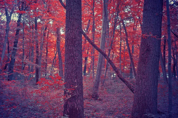 Red Autumnal Forest Daytime View — 图库照片
